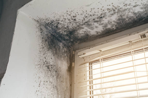 Affordable Hvac And Air Duct Mold Remediation solutions in Richmond, VA